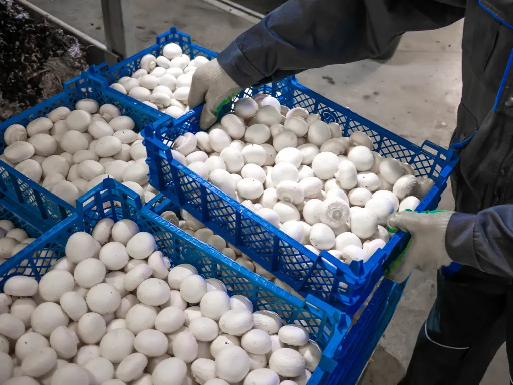 Mushroom working jobs